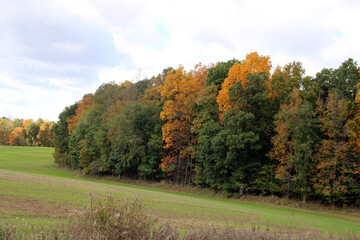 autumn landscape with trees