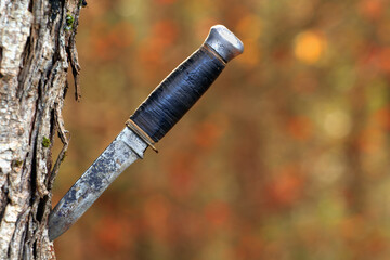 Hunting knife stuck into tree trunk in forested area