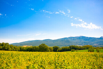 Sunflower seeds. Sunflower field, growing sunflower oil beautiful landscape of yellow flowers of sunflowers against the blue sky, copy space Agriculture