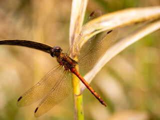 Libelle