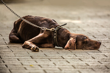 The dog lies on a chain sad among human legs, the concept of depression is boredom despondency