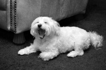 white Maltese dog