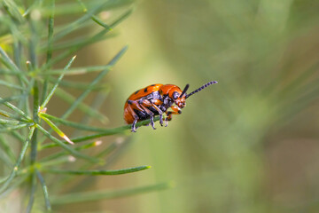Crioceris duodecimpunctata or Spotted Asparagus Beetle is a species of shining leaf beetles from the family Chrysomelidae, subfamily Criocerinae. It feeds on Cucurbitaceae and asparagus species.