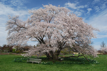 Cherry blossom tree, National Arboretum