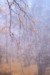 Autumn forest in fog. In the foreground a branch with sparse, yellow leaves.