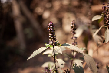 thai basil plant or Ocimum basilicum