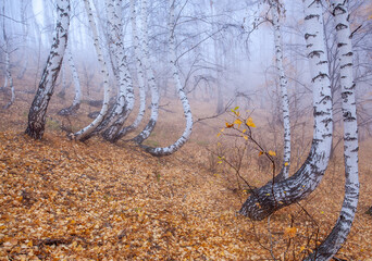 Birch grove in the early autumn morning in the fog. White curved tree trunks and the remains of yellow foliage on the branches. The ground is covered with fallen leaves.