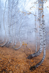 Birch grove in the early autumn morning in the fog. White curved tree trunks and the remains of yellow foliage on the branches. The ground is covered with fallen leaves.