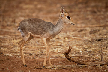 Kirks Dik-dik - Madoqua kirkii small brown antelope native to Eastern Africa and one of four species of dik-dik antelope, big eyes small horns big ears, grass eater