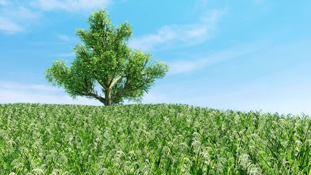Single Tree Time lapse with wind Animation field