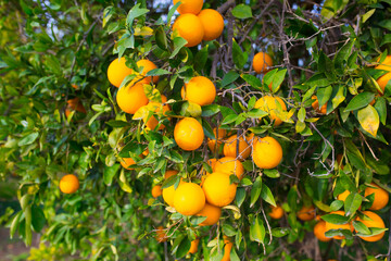 Oranges harvest on the plantation in the garden. Citrus trees with mandarins and lemons. Ripe fruits of lemons and oranges on the branches of a tree. Gardening in Cyprus.