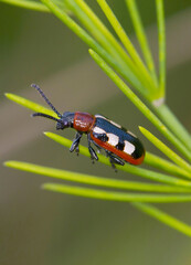 The common asparagus beetle (Crioceris asparagi) on asparagus leafs. It is an important pest of asparagus crops.