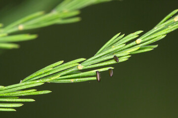 Eggs of the common asparagus beetle (Crioceris asparagi) on asparagus leafs. It is an important pest of asparagus crops.