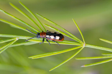 The common asparagus beetle (Crioceris asparagi) on asparagus leafs. It is an important pest of...