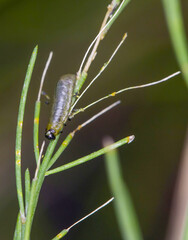 The larva of common asparagus beetle (Crioceris asparagi) on asparagus leafs. It is an important pest of asparagus crops.