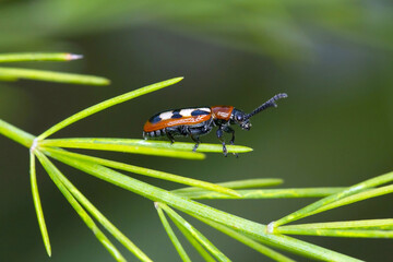 The common asparagus beetle (Crioceris asparagi) on asparagus leafs. It is an important pest of asparagus crops.