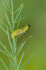 The larva of common asparagus beetle (Crioceris asparagi) on asparagus leafs. It is an important pest of asparagus crops.