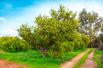 Fototapeta premium Oranges harvest on the plantation in the garden. Citrus trees with mandarins and lemons. Ripe fruits of lemons and oranges on the branches of a tree. Gardening in Cyprus.