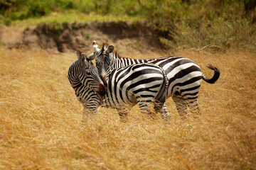 Fototapeta na wymiar Plains Zebra - Equus quagga formerly Equus burchellii, also common zebra, most common and widespread species of zebra, black and white stripes in savannah, pair in love