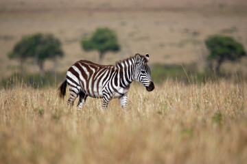 Plains Zebra - Equus quagga formerly Equus burchellii, also common zebra, the most common and...