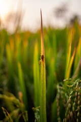 paddy field, rice plant, crop plant or rice field organic agriculture