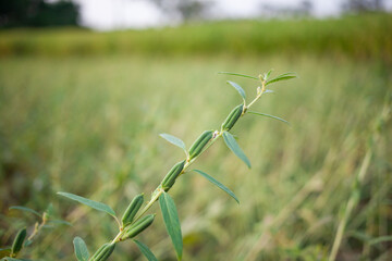 sesame seed plant growing in the field