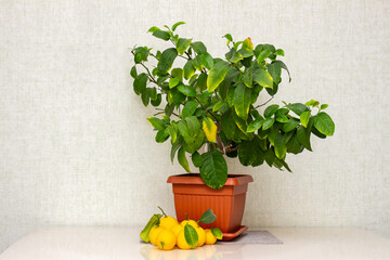 Potted citrus plant with ripe yellow-orange fruits. Close-up of indoor growing lemon Volcameriana tree with sheared ripe yellow-orange fruits.  Ripe yellow lemon fruits and green leaves