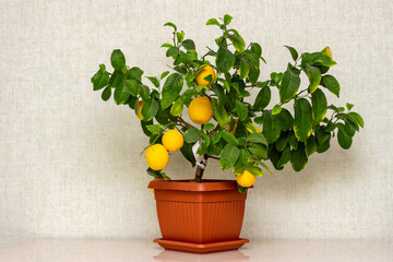 Potted citrus plant with ripe yellow-orange fruits on the table. Indoor growing Volkamer lemon with sheared ripe fruits.  Ripe yellow lemon fruits and green leaves