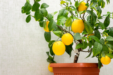 Potted citrus plant with ripe yellow-orange fruits, copy space. Close-up of indoor growing lemon Volcameriana tree.  Elegant home decor, template. Home gardening hobby - obrazy, fototapety, plakaty