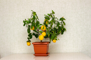 Potted citrus plant with ripe yellow-orange fruits on the dinner table. Interior design with decorative lemon tree. Elegant home decor, template. Indoor gardening hobby