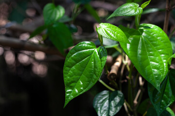 Betel Leaves, Piper Betle, Daun Sirih, paan, betel pepper, sireh leaf