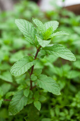 peppermint, mint, mentha, pudina