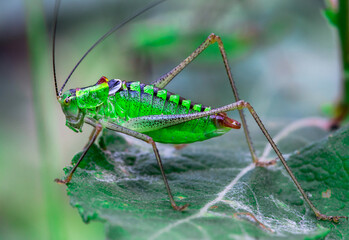 Macro shoot of a grasshoppers on a green leaf