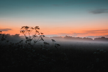 Misty and foggy evening nature landscape with small hills on a cold autumn evening. Colorful fog on a early sunrise morning on a cow meadow field in the danish countryside. Denmark, Lokken
