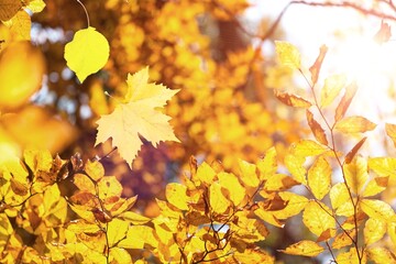 Naklejka na ściany i meble Autumn landscape, beautiful city park with fallen yellow colored leaves.