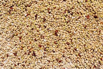 Background or texture of wet coffee beans. Shiny coffee beans.