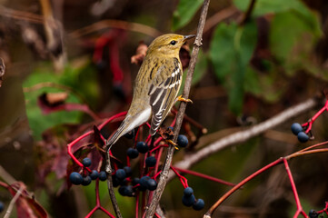 Blackpoll warbler (Setophaga striata) in fall and winter plumage, perched on a branch in the boreal...