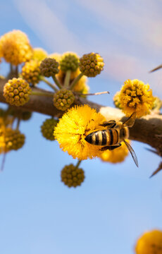 abeja de rayas negras recolectando polen de flor amarilla con cielo celeste, dis soleado de verano volando sobre las flores