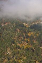 Mountains forest texture. Colorful autumn landscape. Natural background of pine trees on the mountainside. Vertical composition with mixed coniferous, deciduous forest. The clouds have descended low