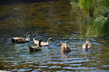 Some photos from the sea and wildlife in Syracuse, ancient city built by Greeks, taken during a summer trip to Sicily.