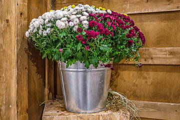 bunch of white, burgundy and yellow chrysanthemums in a metal bucket