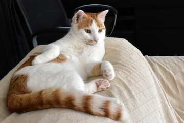 Cat sitting on the sofa at home.  Ginger and white cat relaxing in a house.  Copy space is on the right side. 