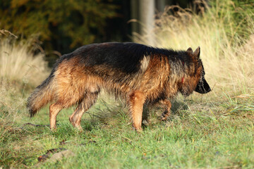 Piękny pies wilczur niemiecki podczas zabawy w lesie.  - obrazy, fototapety, plakaty