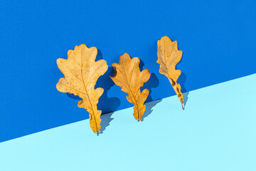 Creative composition of autumn leaves against a bright blue background. Minimal nature seasonal concept.