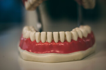 Plastic teeth mockup for oral hygiene 