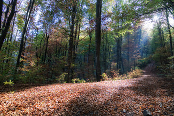Colorful path in the forest. Autumn landscape. 