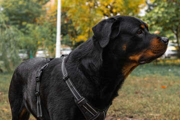 Rottweiler dog with black harness