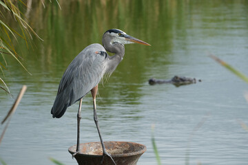 great blue heron