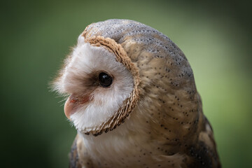 A barn owl closeup in a falcrony in saarland at summer, copy space - obrazy, fototapety, plakaty