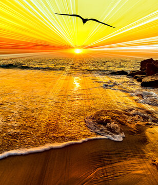 Sunset Ocean Sun Ray Bird Vertical